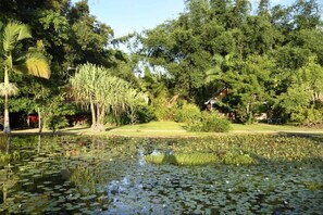 Property grounds - Lillypads Yellow Cottage - Rainforest Getaway (Mission Beach)
