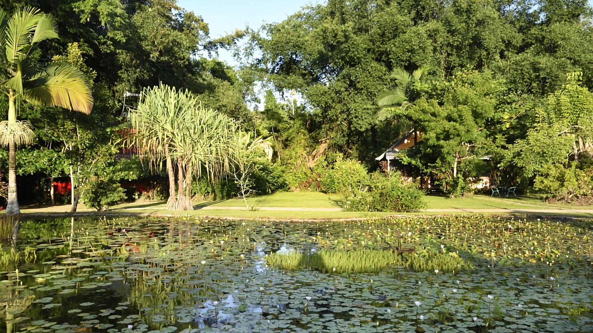 Un jardín tranquilo con un estanque, abundante vegetación y un cielo despejado.