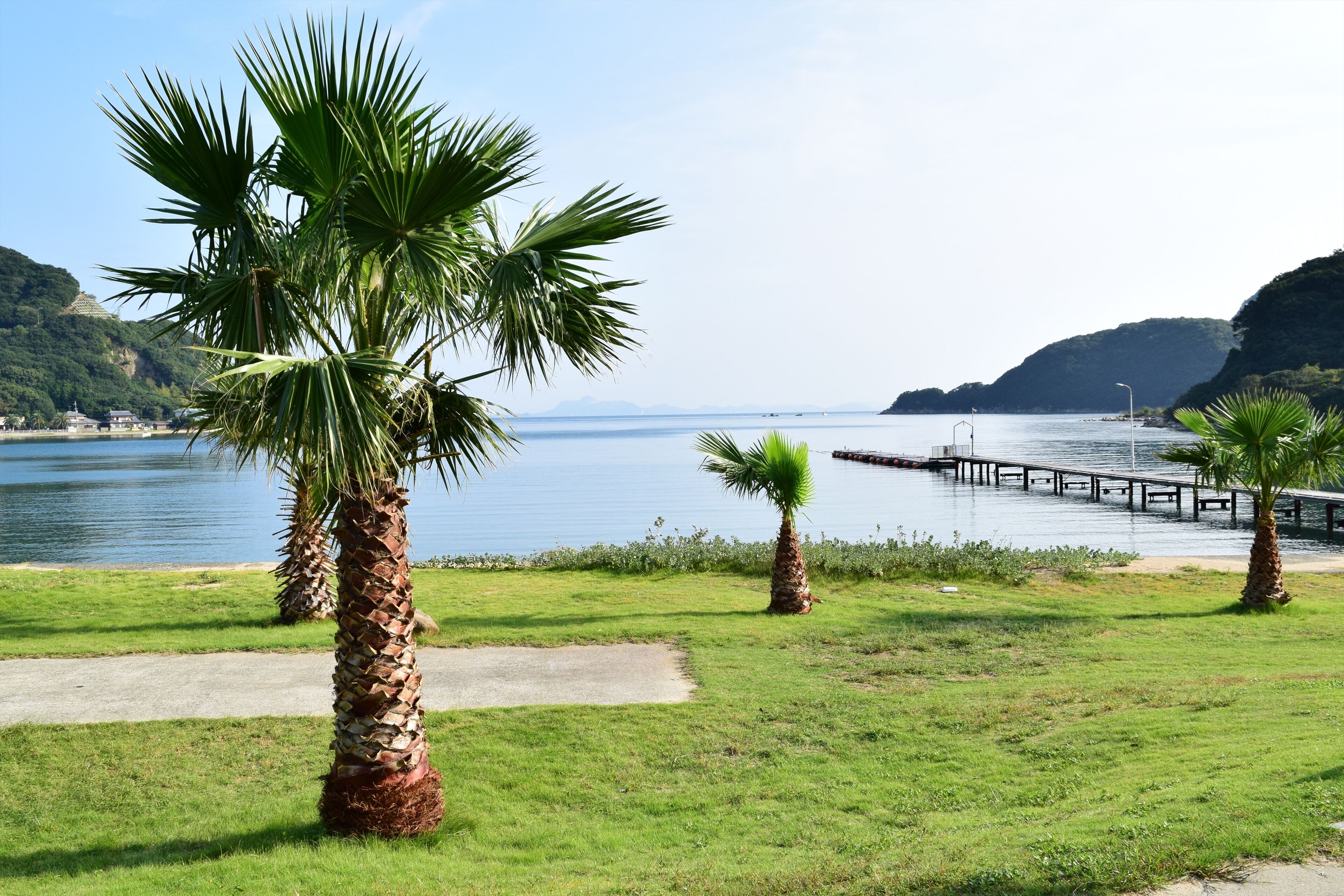 Paisaje costero con palmeras, un muelle y una vista despejada del mar.