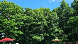 A swimming pool with lounge chairs and umbrellas, surrounded by trees. - New construction! 1 BD/2 BA Top of Wintergreen mountain. Sleeps 4, pet-friendly (Roseland)