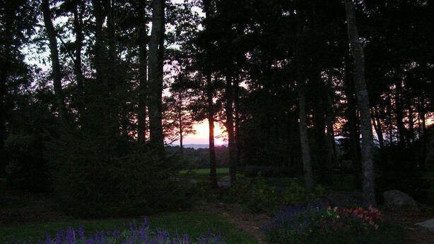 A garden with a variety of flowers and trees at dusk. - New construction! 1 BD/2 BA Top of Wintergreen mountain. Sleeps 4, pet-friendly (Roseland)