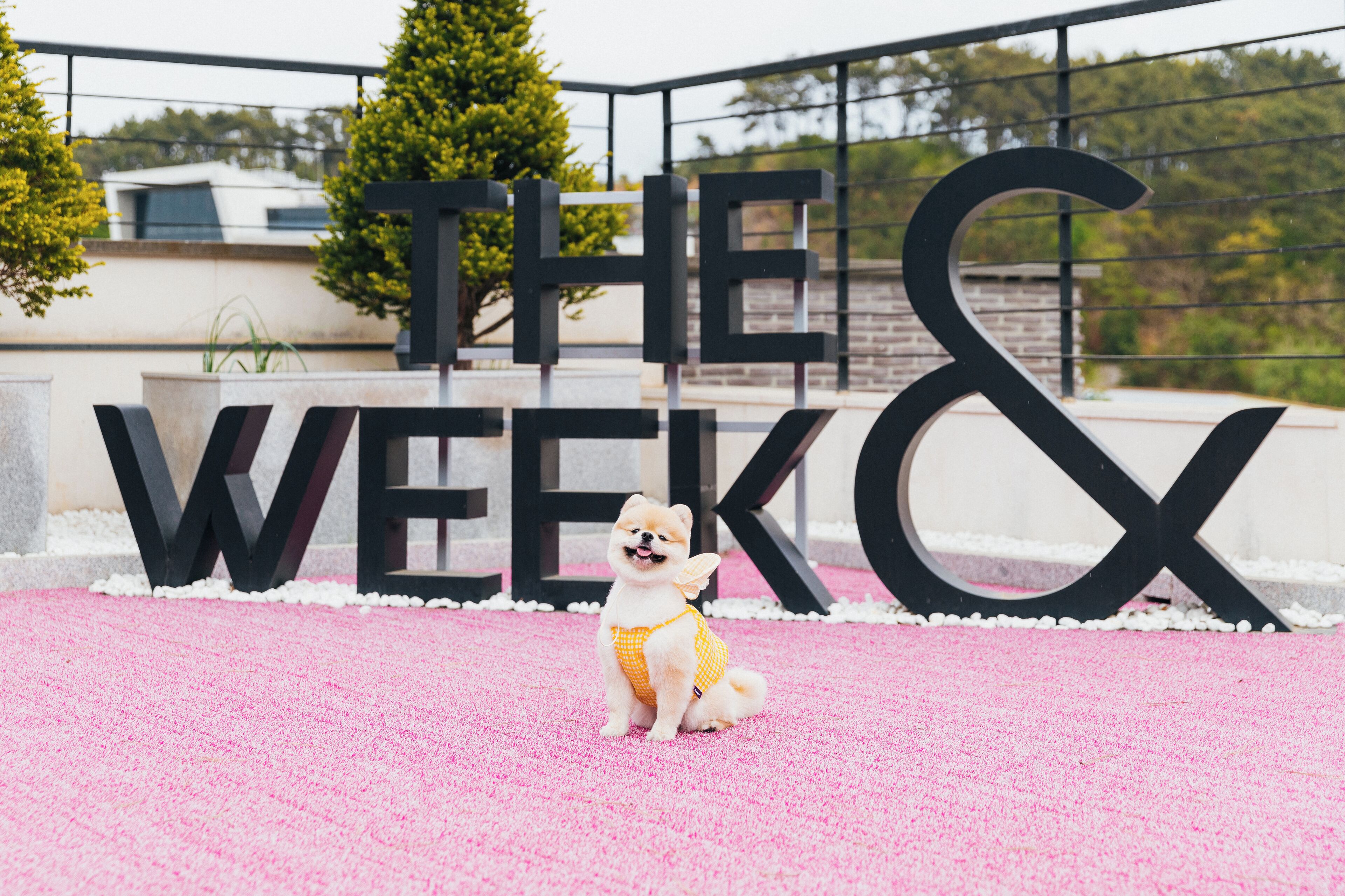 pet-friendly amenities