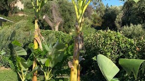 A banana plant with large leaves and a clear blue sky in the background. - La Maison Corfu - Adults Only (Corfu)