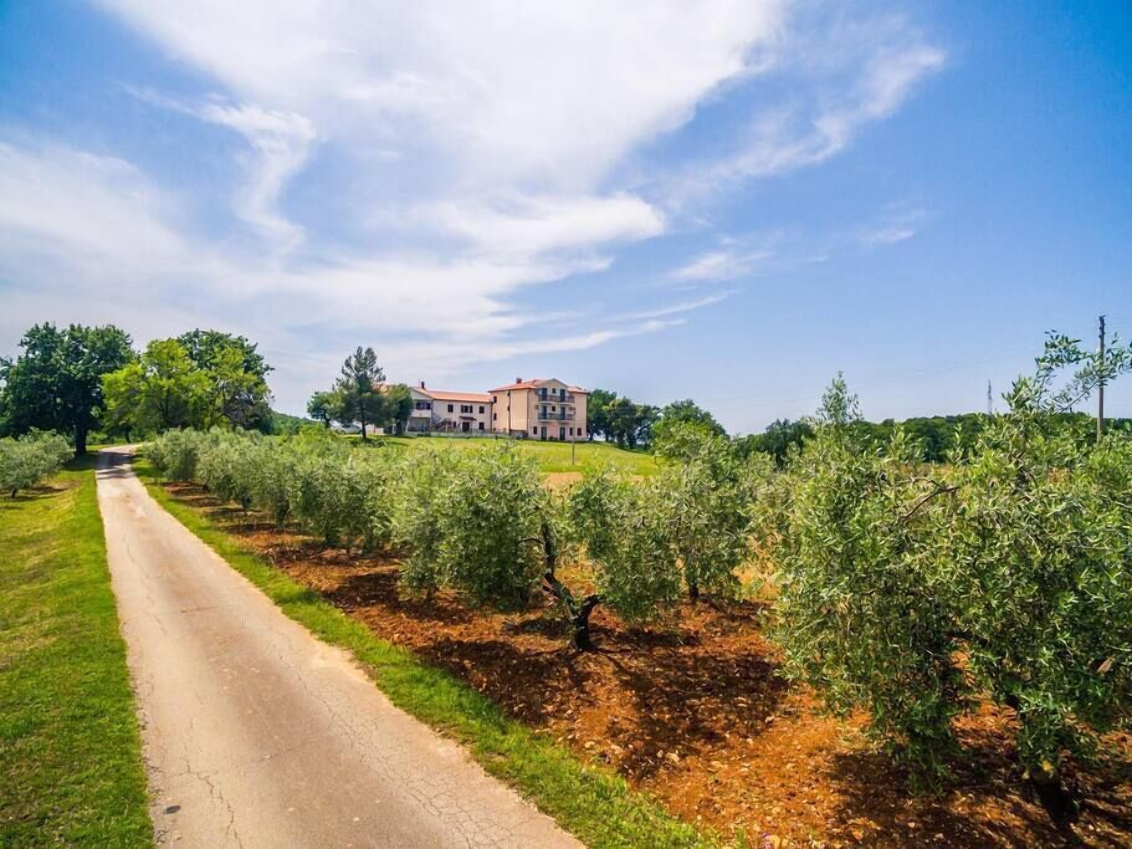 A rural property with a paved path leading to a large building surrounded by olive groves.