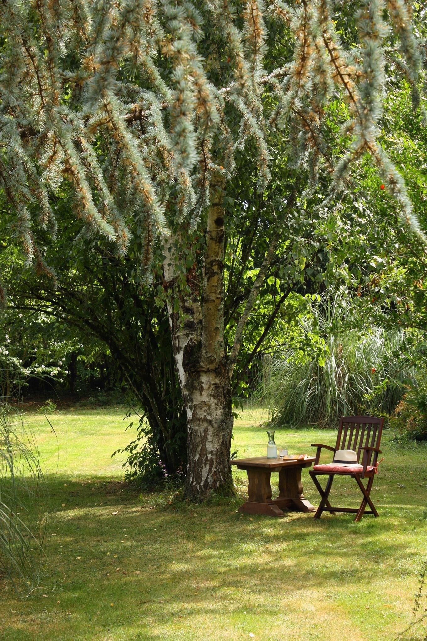 A wooden bench and table under a tree with hanging moss.