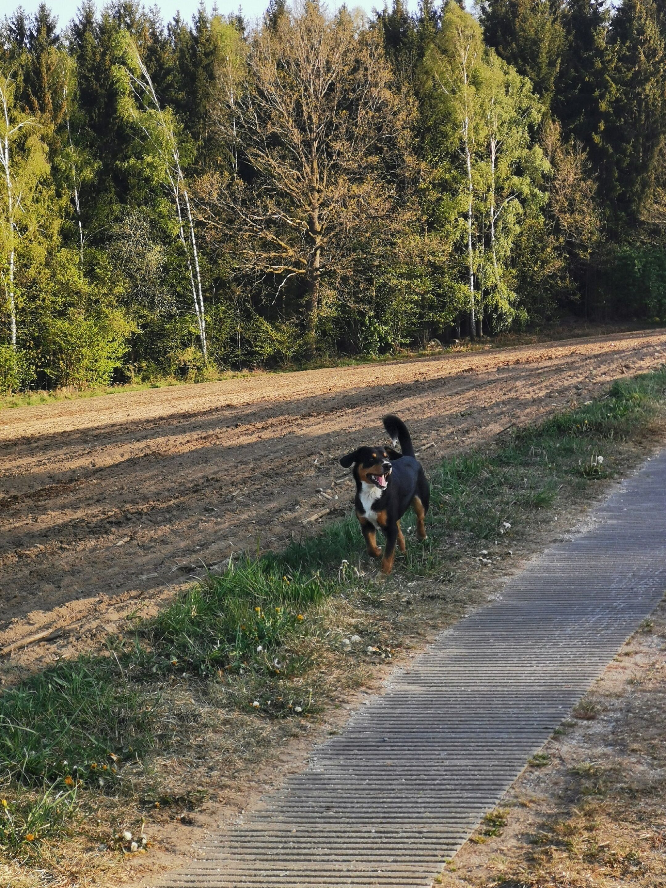Un camino de tierra con una barandilla metálica a un lado y un área boscosa al otro.