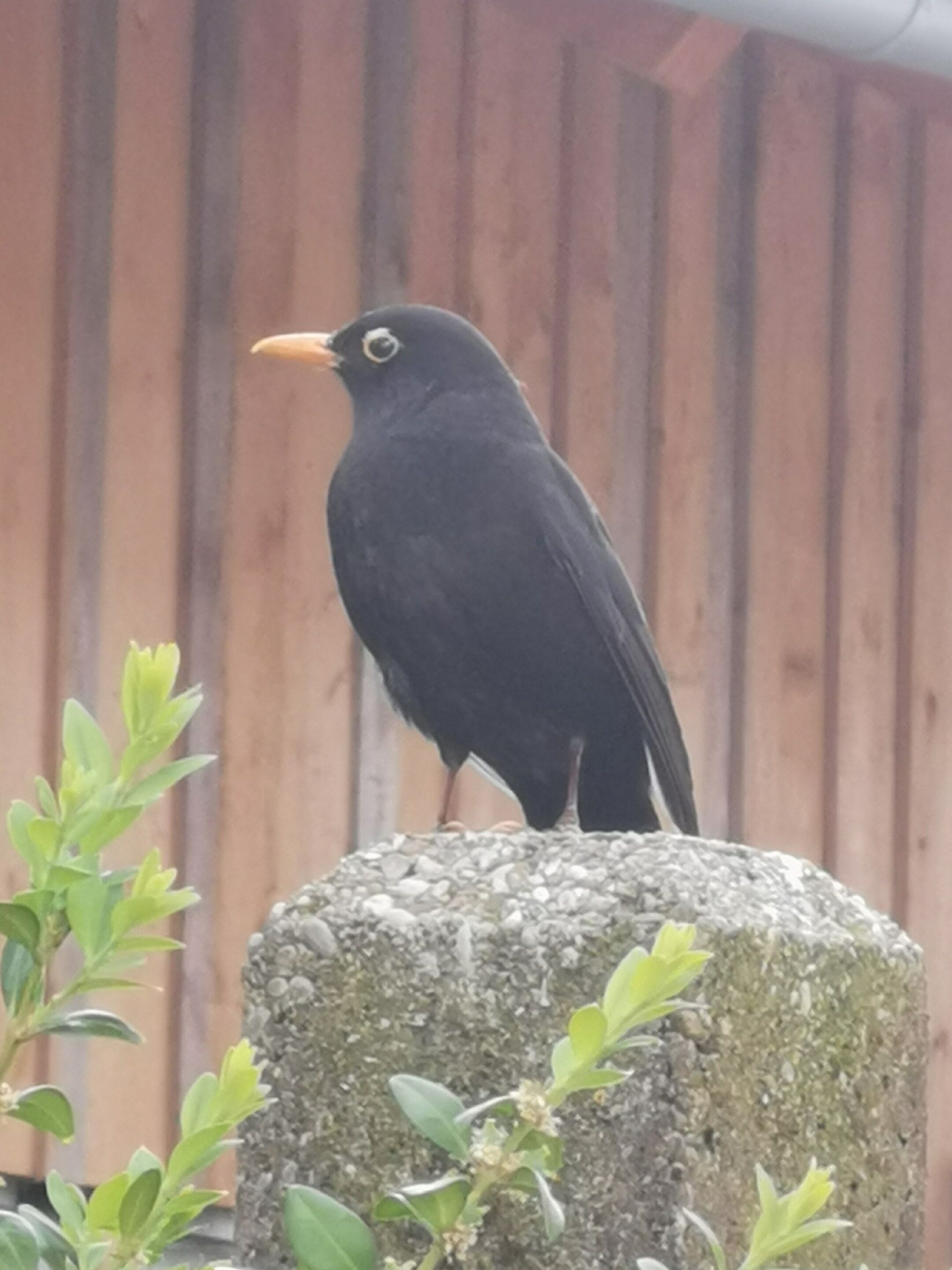 A black bird perched on a rock.