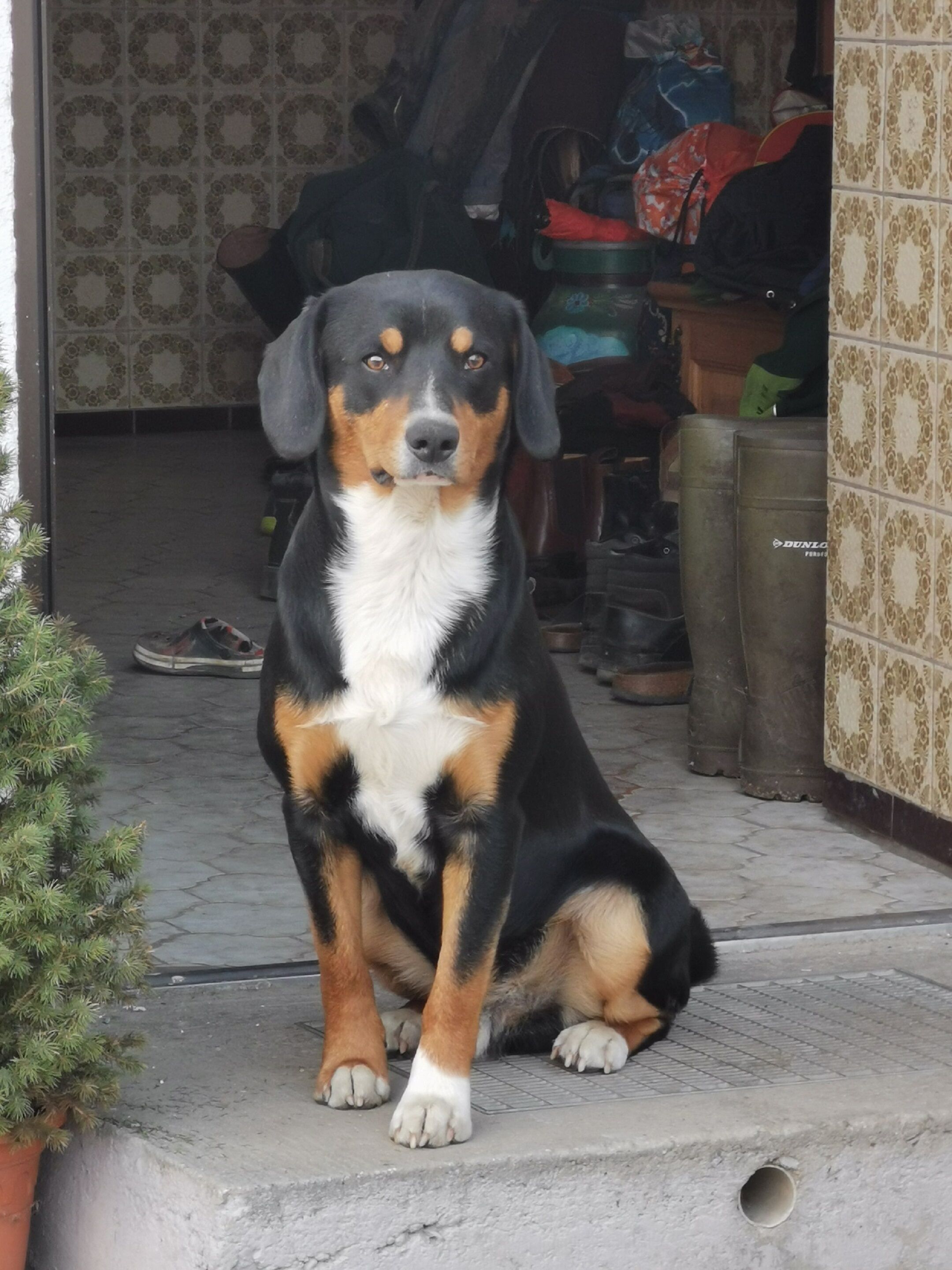 A dog sitting on a concrete step outside a building with patterned walls and a tiled floor.