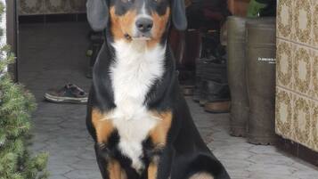 A dog sitting on a concrete step outside a building with patterned walls and a tiled floor.