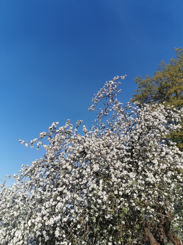Un arbre aux fleurs blanches, se détachant sur un ciel bleu clair.