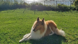 Un perro descansando sobre la hierba, con vista al mar y una cerca al fondo.
