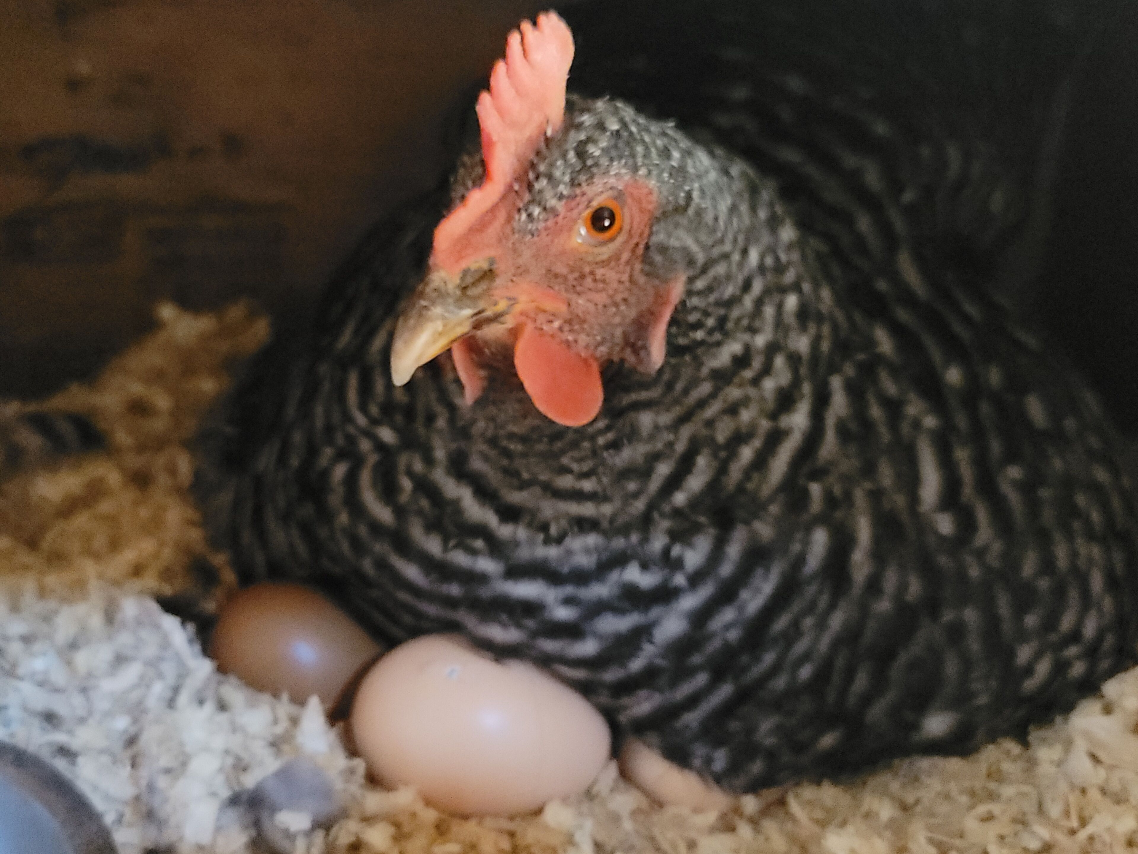 The girls would love to provide you with eggs.