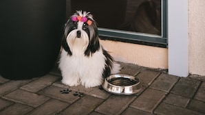 A dog sitting outside a building with a sign that reads "DOG BAR" and a large potted plant nearby. - Hotel 10 Balsas (Balsas)
