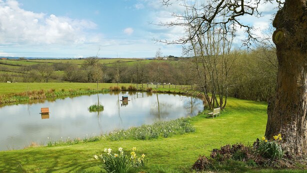 A serene pond with a wooden bench and a tree in a lush green landscape. - Woodland Cottage, South Moulton, a beautiful, spacious cottage on two floors in a private location (South Molton)