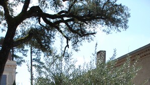 A tree in a circular planter with a gravel path and a building in the background.