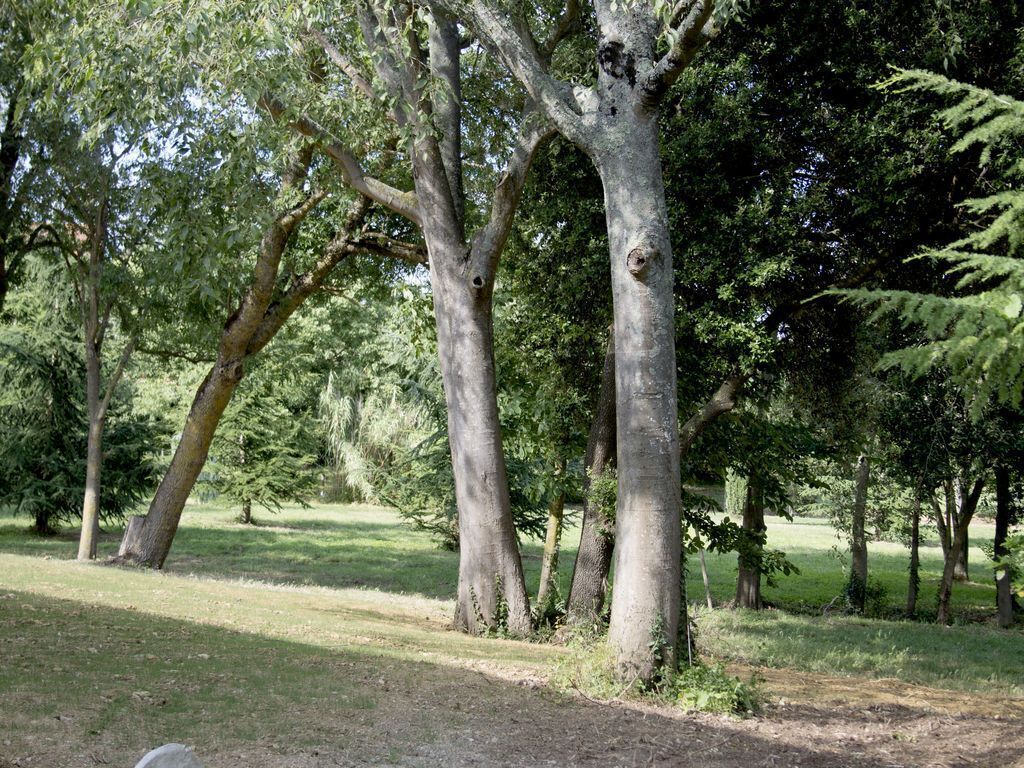 Un entorno de parque natural con árboles altos y un sendero de tierra.