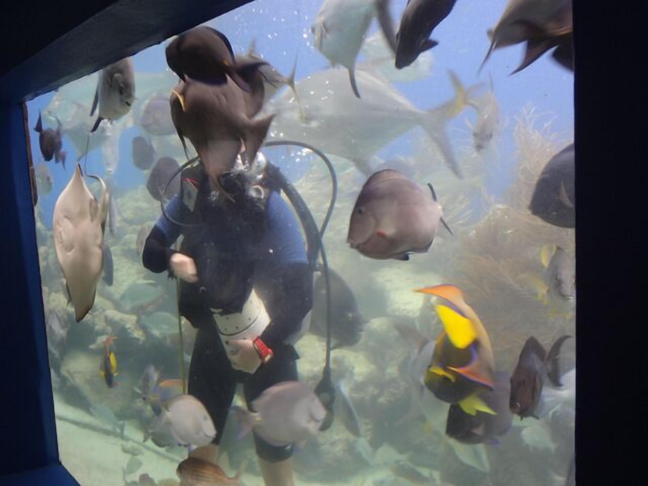Diver feeding fish at Coral World