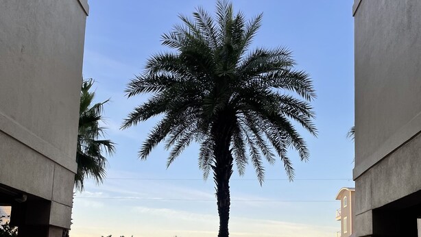 A paved walkway with a palm tree, leading to a beach and a building with a balcony. - The Club at Mexico Beach - Our Happy Place (Mexico Beach)