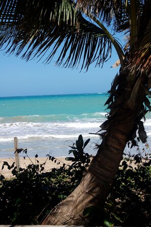 Una playa con una palmera y vista al océano.