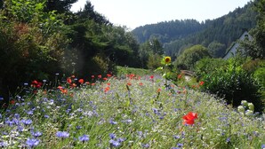 A field of wildflowers with a mountain in the background. - B&B Sauerland TCF (Willingen)