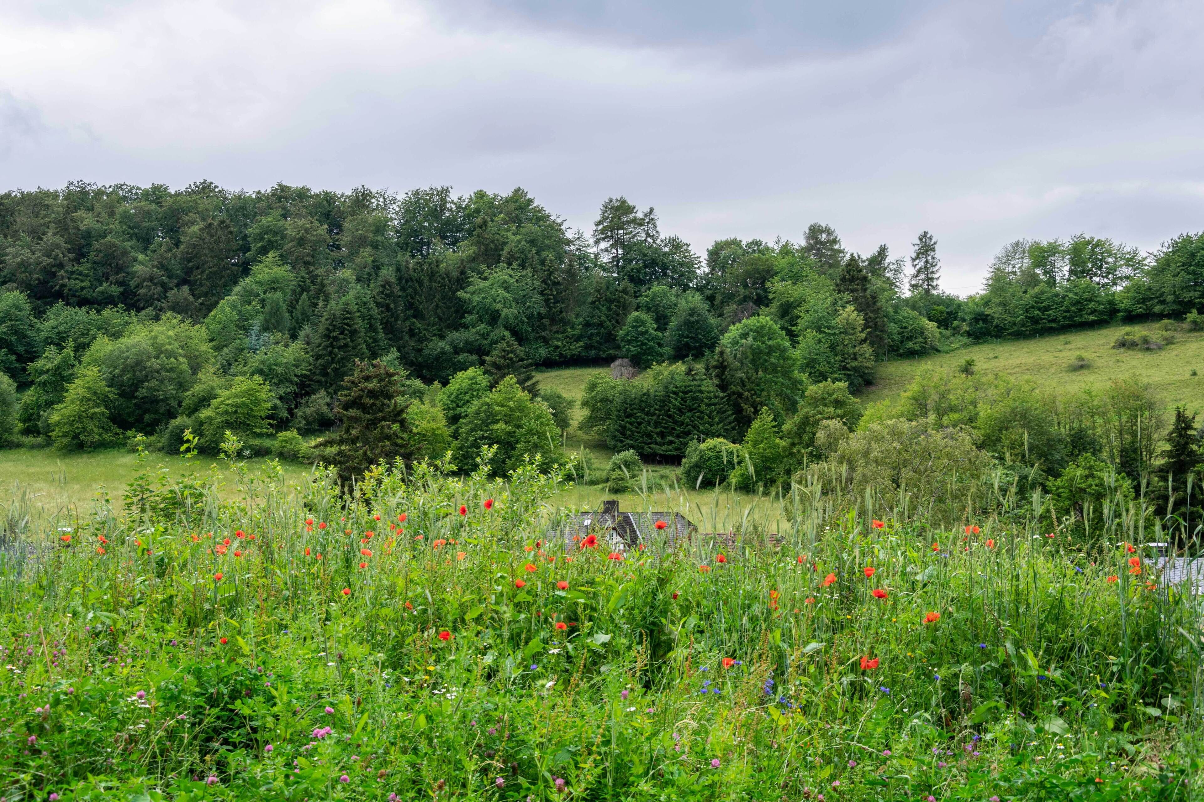 A rural landscape with a field of wildflowers, a small building, and a forested hill in the background.