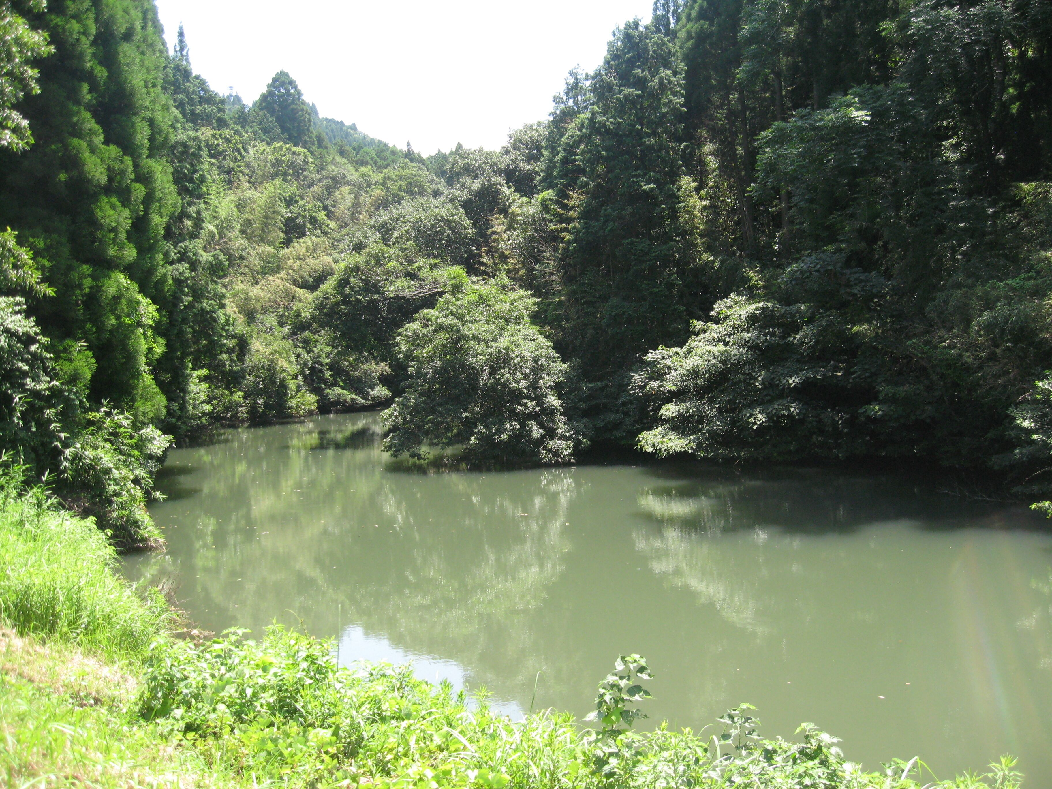 Un lac paisible, entouré d’une forêt dense.