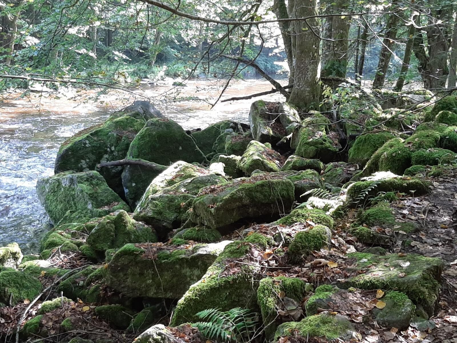 A forested area with large moss-covered rocks near a stream.