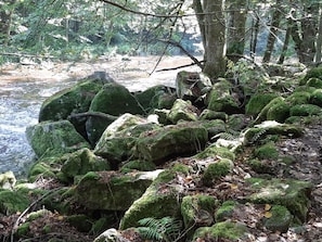 A forested area with large moss-covered rocks near a stream.