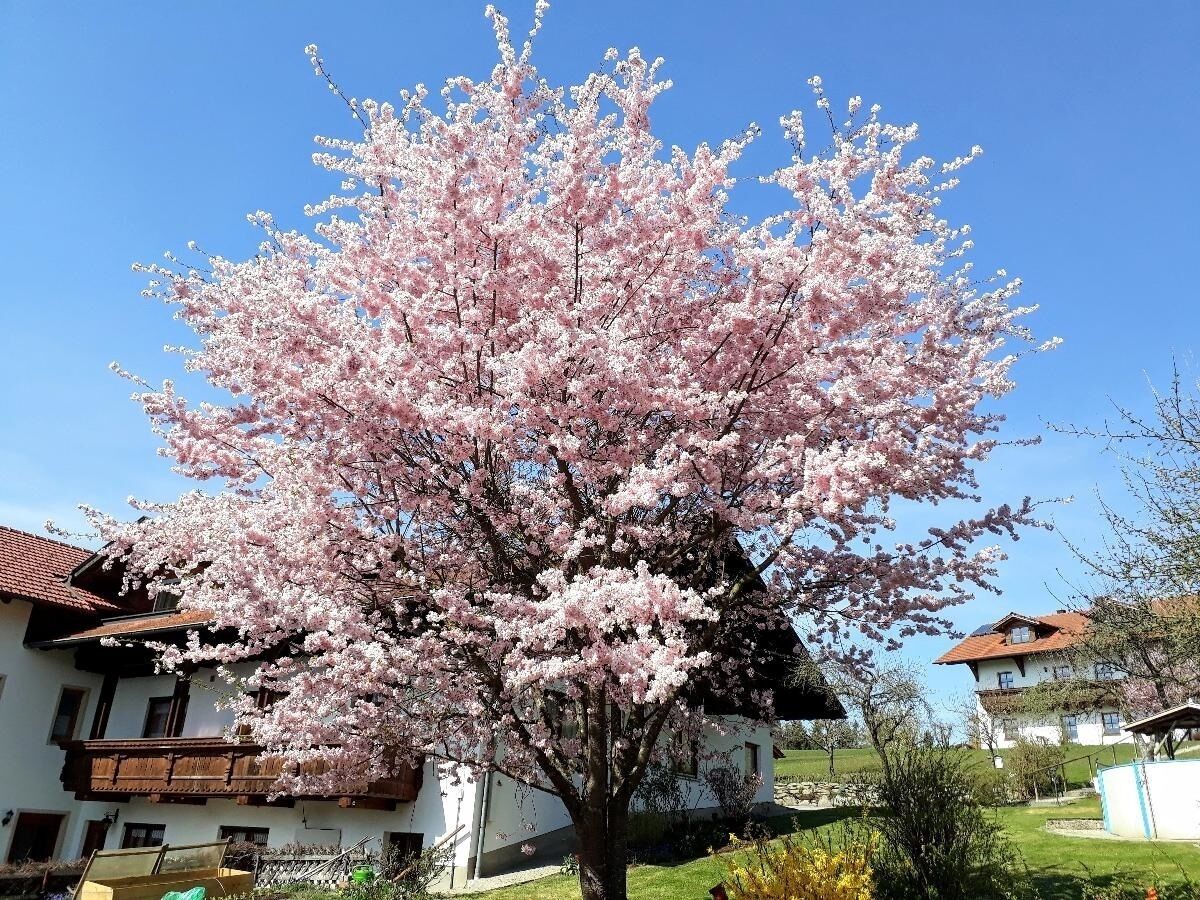 A cherry blossom tree in full bloom in front of a white building with a red roof.