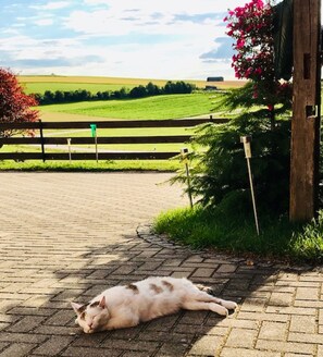 A cat lying on a paved area with a rural landscape in the background. - Ferienwohnung Anna (Moosbach)