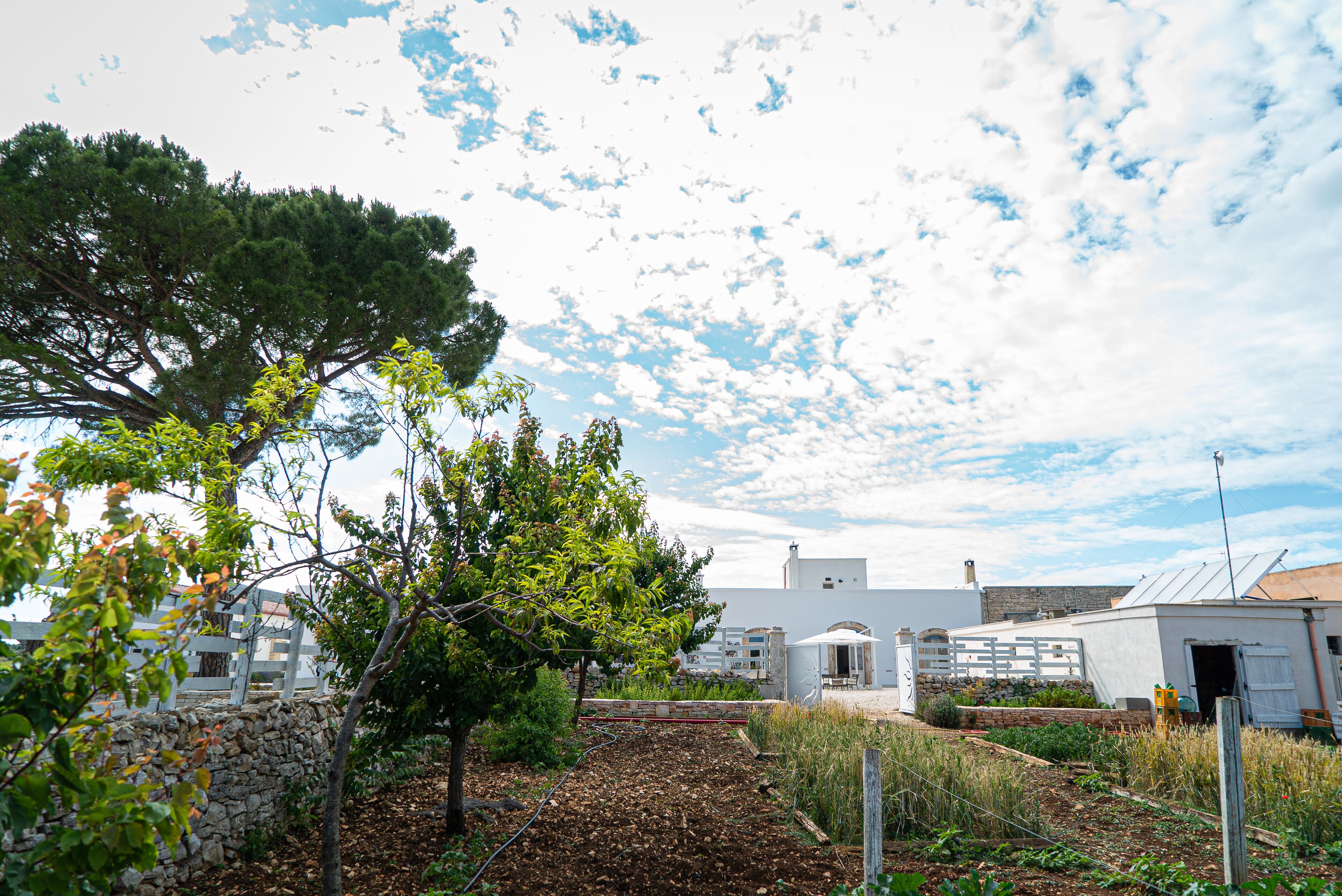 A rural landscape with a stone wall, a tree, and a building with a white facade and a chimney.