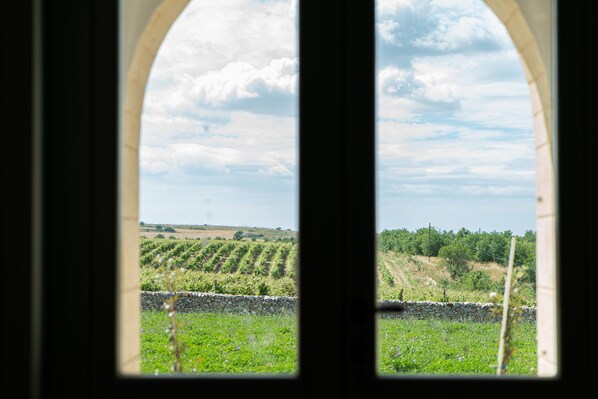 A view through an arched window of a vineyard with rows of grapevines and a stone wall.