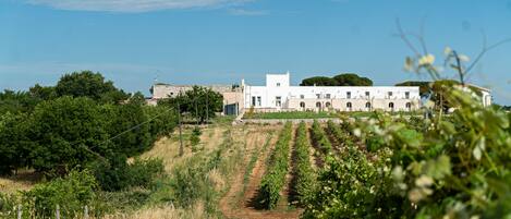A vineyard with rows of grapevines and a white building with multiple windows in the background.