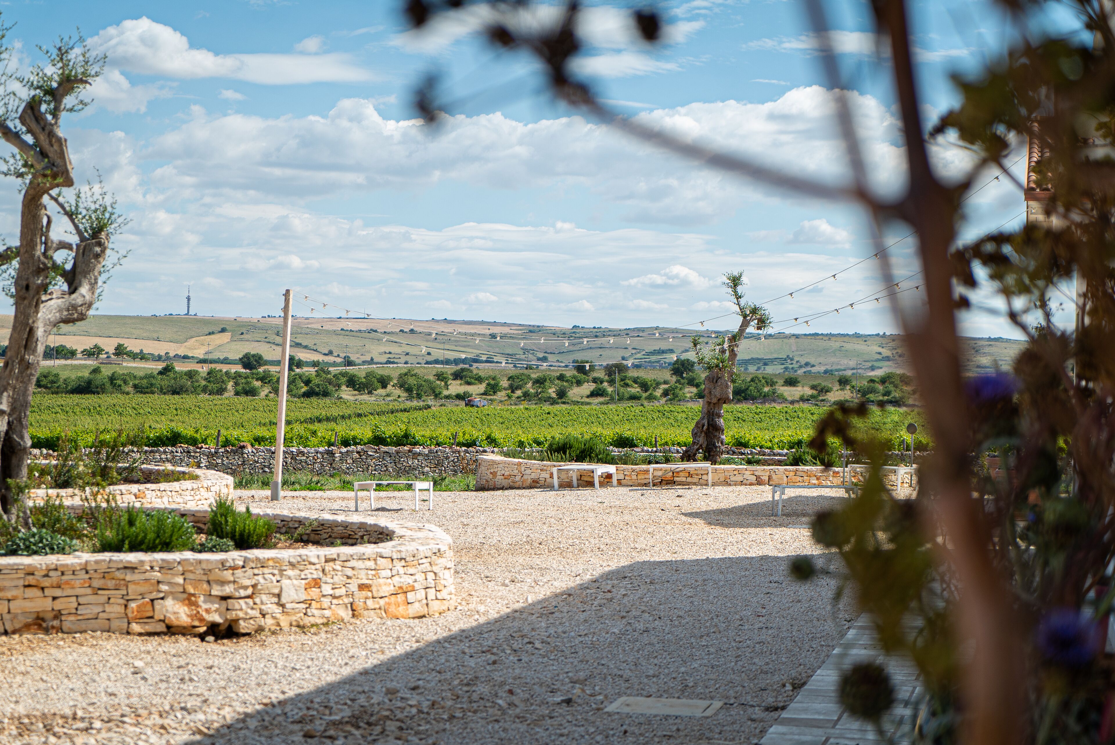 A vineyard with stone pathways and benches.