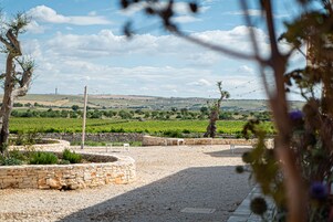 Viñedo con senderos de piedra y bancos.