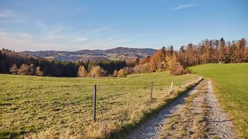 A rural landscape with a gravel path, green fields, and a fence.