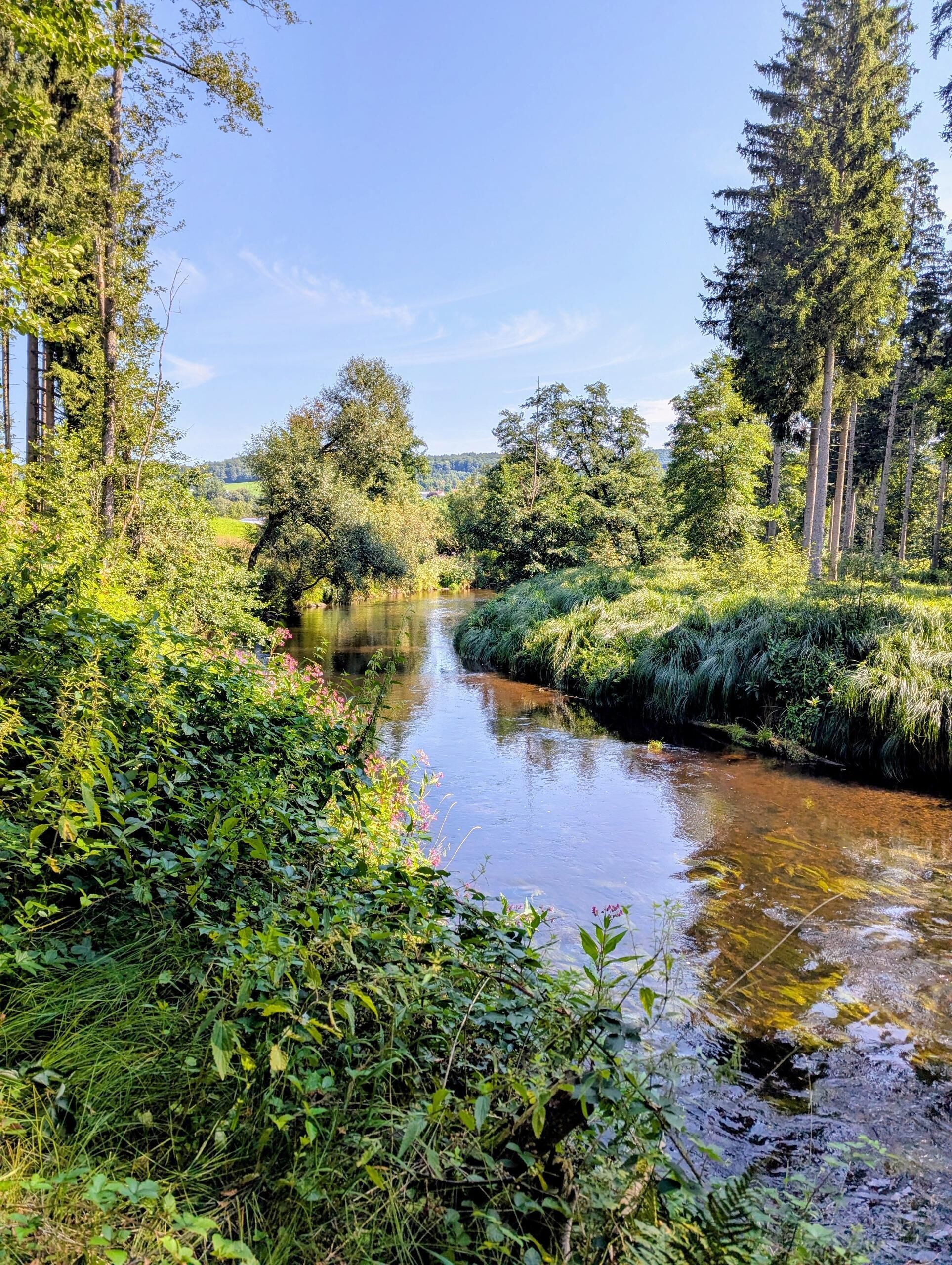 Une rivière qui traverse une zone boisée, bordée de chaque côté d’une végétation luxuriante.