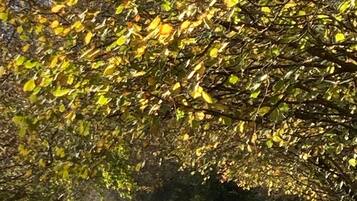 A park with a tree covered in yellow leaves, a grassy area, and a clear sky.