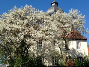 A building with a domed roof and a tree with white blossoms in front.