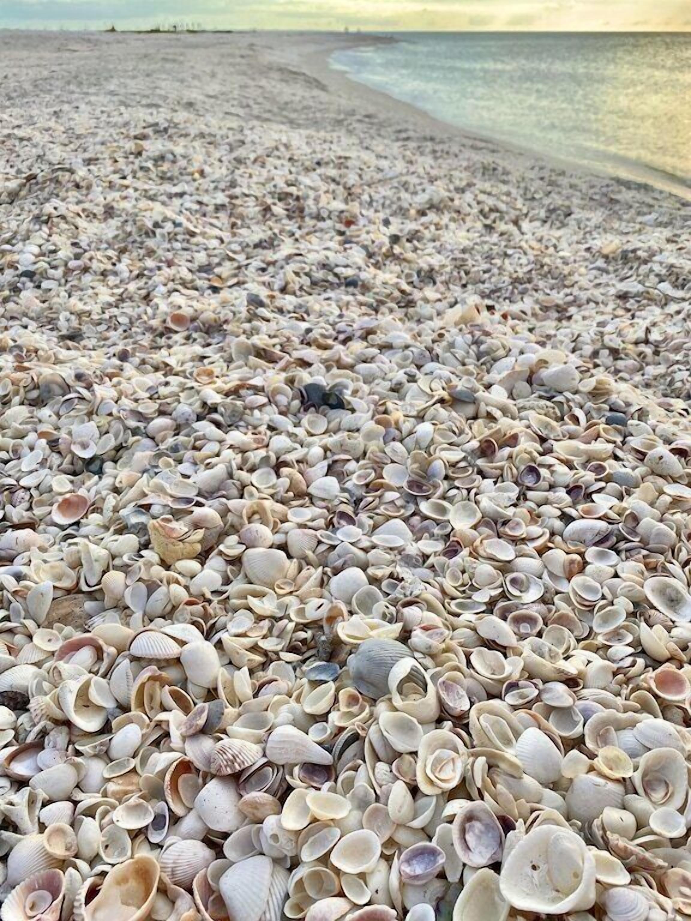 Une plage jonchée de toutes sortes de coquillages.