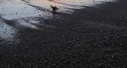 Fig Tree House, Deal, Kent