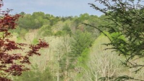 A golf course with a clear path, surrounded by dense trees and greenery. - Chalet Suzanne of Helen (Helen)