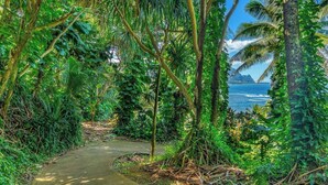 Un estrecho sendero de concreto bordeado por densa vegetación tropical que conduce a una masa de agua.