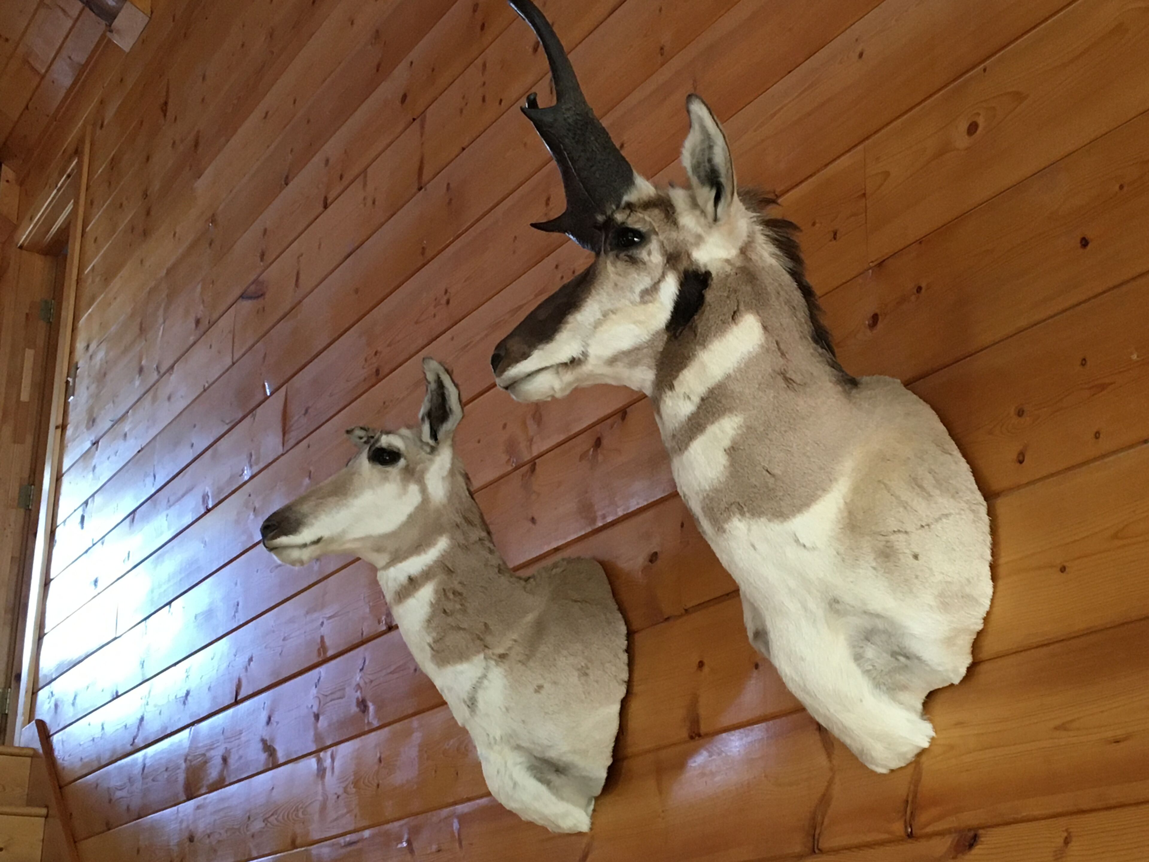Male and female pronghorn antelopes (allegedly the fastest moving land animal.)