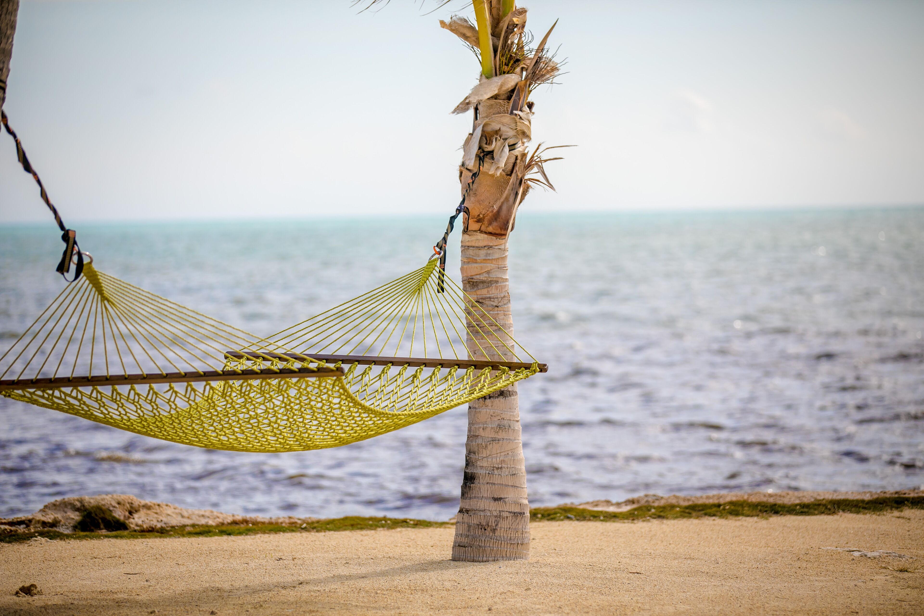 A hammock tied to a palm tree on a sandy beach with the ocean in the background.
