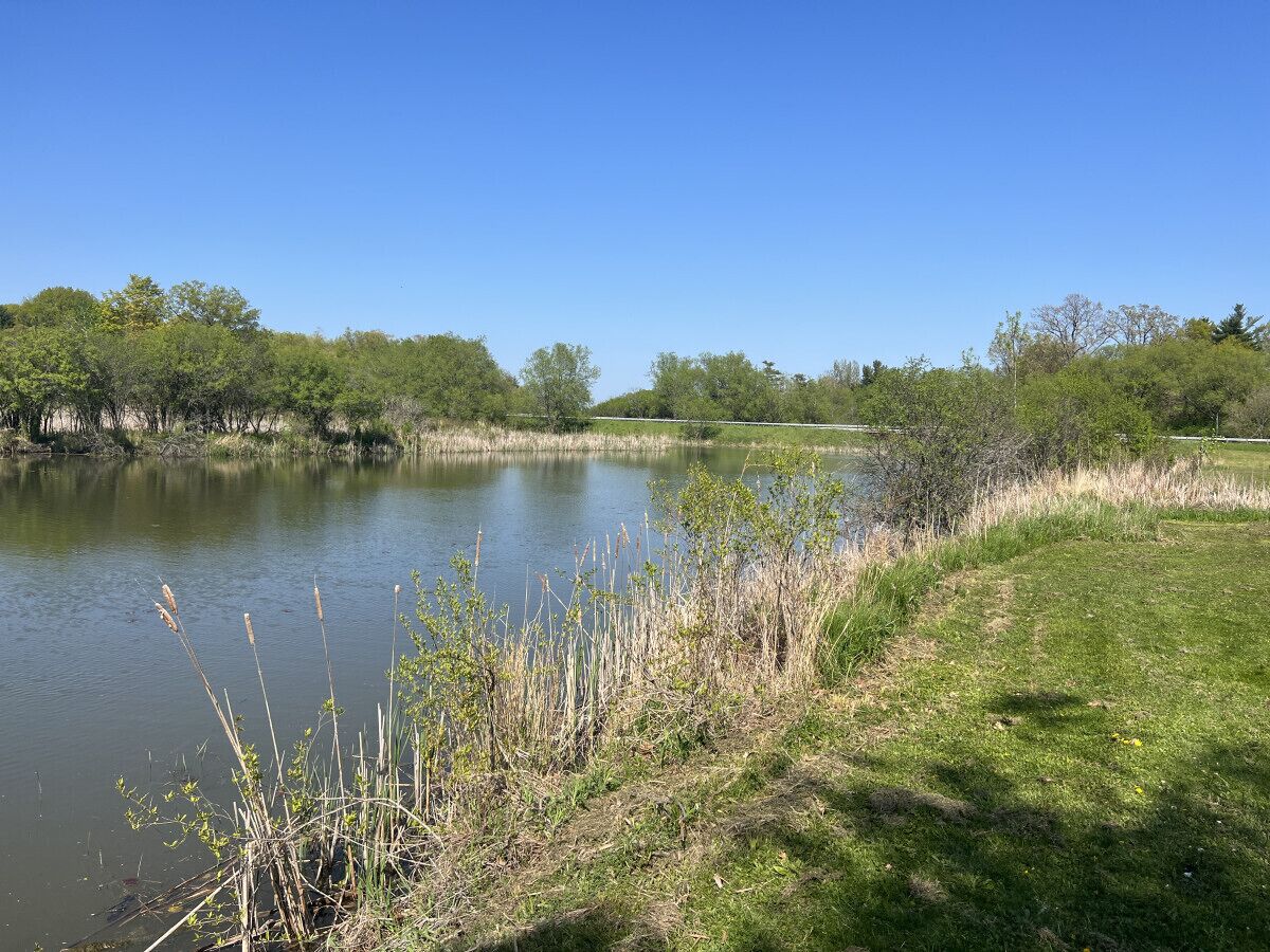 A calm lake with grassy banks and trees in the background.