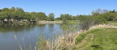 A calm lake with grassy banks and trees in the background.