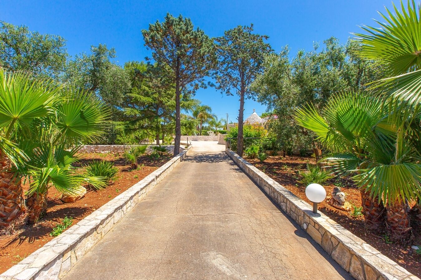 A paved pathway flanked by palm trees and pine trees, leading to a building with a tiled roof.