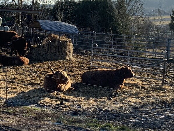 A fenced outdoor area with hay bales and a metal structure, likely a barn or shelter. - Ferienwohnung Fichtelzauber (Mehlmeisel)