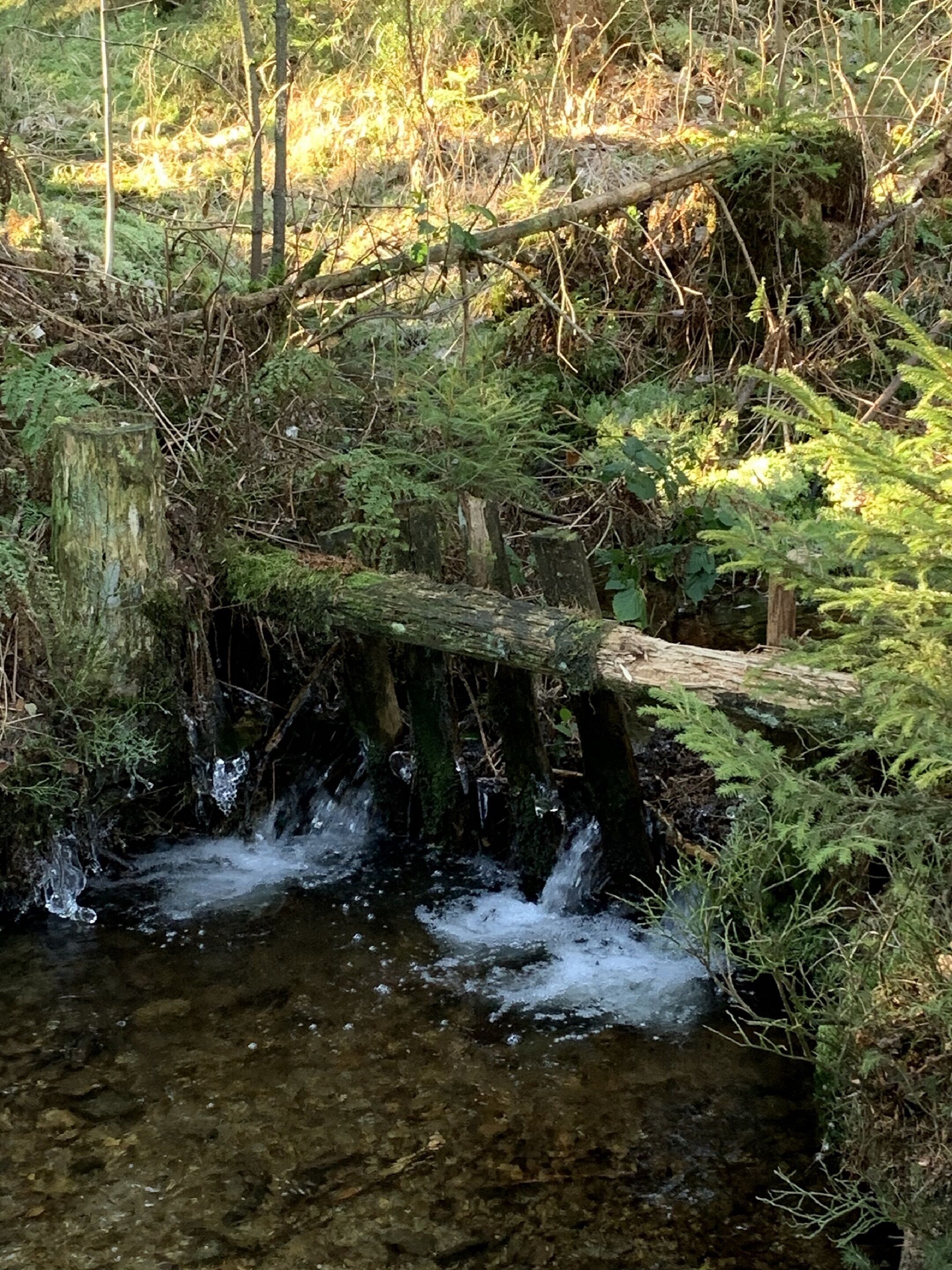 A small stream flowing over rocks with surrounding greenery and a fallen tree.